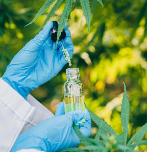 sativa-cannabis-or-hemp-oil-extract-from-marijuana-DVYZ4TK-1.jpg